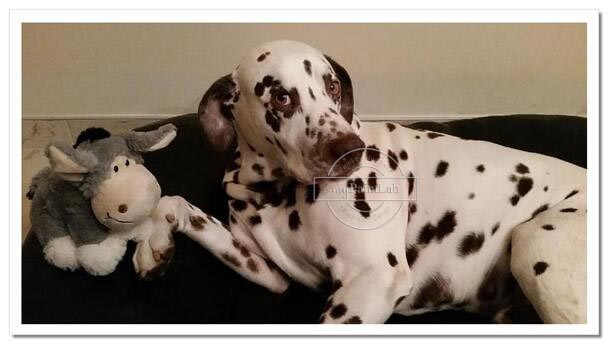 Custom Paint by Numbers for Pets - original photo Custom Paint by Numbers for Pets - original photo